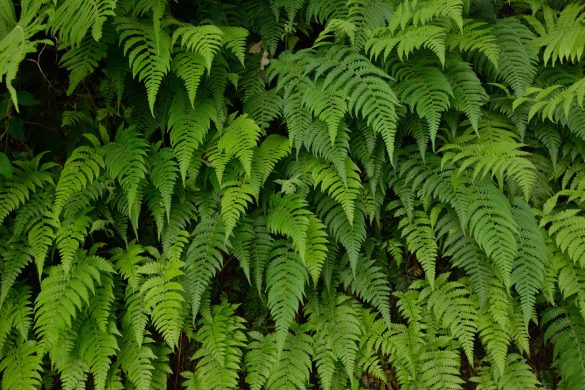 Fern Leaf