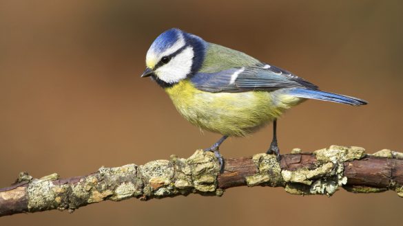 animal wallpaper