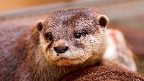 Wydry – tapety na smartfon i tablet (6)