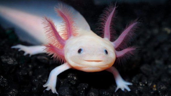 Ambystoma meksykańska – tapety na pulpit (1)