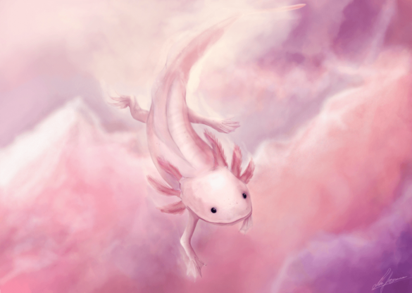 Ambystoma meksykańska – tapety na pulpit (1)