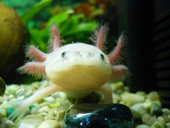 Ambystoma meksykańska – tapety na pulpit (10)