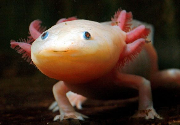 Ambystoma meksykańska – tapety na pulpit (11)