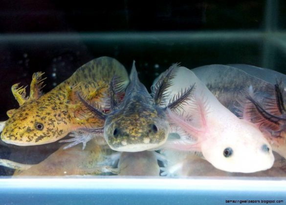 Ambystoma meksykańska – tapety na pulpit (12)