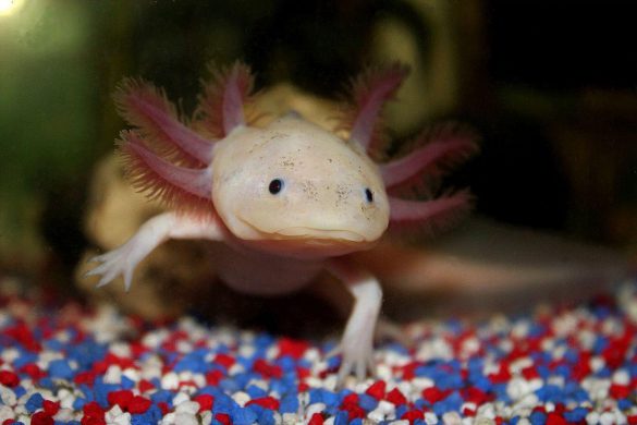 Ambystoma meksykańska – tapety na pulpit (13)