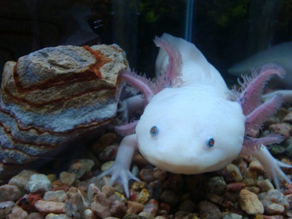 Ambystoma meksykańska – tapety na pulpit (2)
