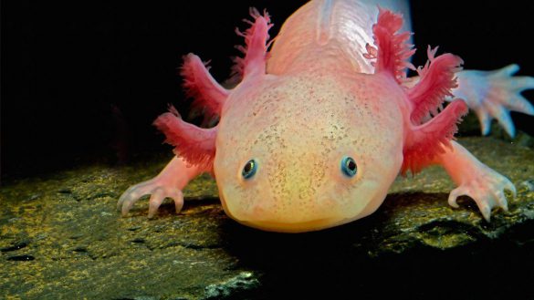 Ambystoma meksykańska – tapety na pulpit (3)