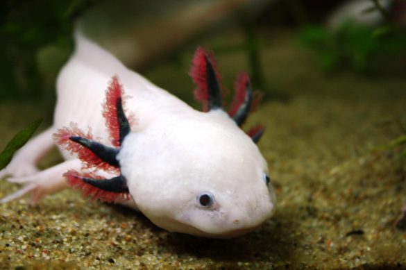 Ambystoma meksykańska – tapety na pulpit (4)