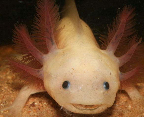 Ambystoma meksykańska – tapety na pulpit (6)