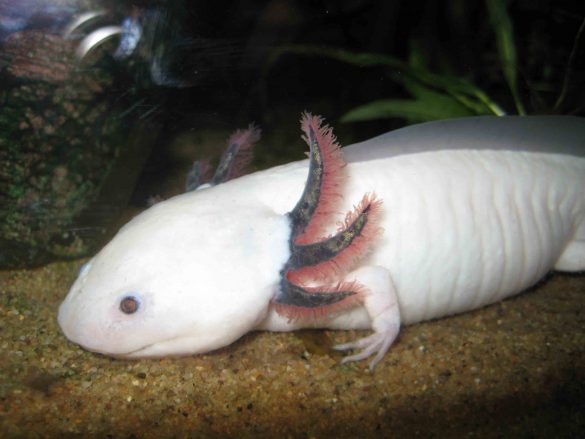 Ambystoma meksykańska – tapety na pulpit (7)