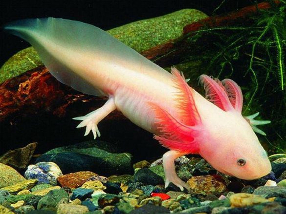 Ambystoma meksykańska – tapety na pulpit (8)