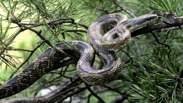 Anakonda – tapety na pulpit (13)