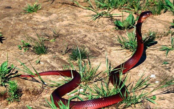 Anakonda – tapety na pulpit (17)