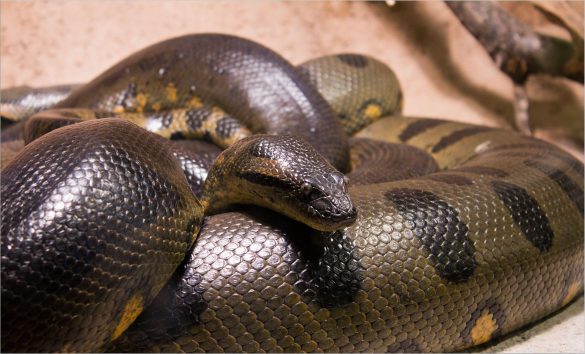 Anakonda – tapety na smartfon i tablet (16)