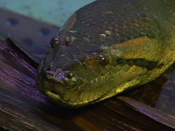 Anakonda – tapety na smartfon i tablet (17)