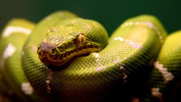Anakonda – tapety na smartfon i tablet (6)