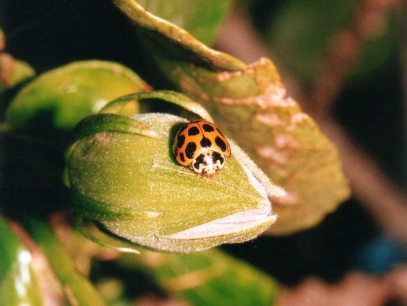 Biedronka – tapety na pulpit (22)