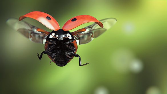 Biedronka – tapety na pulpit (8)