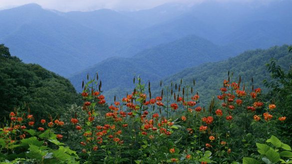 Blue Ridge Parkway – tapety na smartfon i tablet (12)