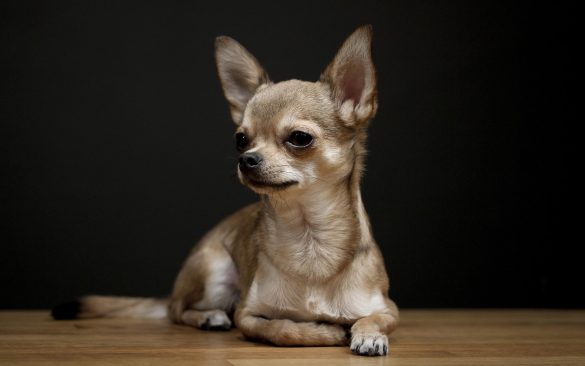 Chihuahua – tapety na pulpit (1)