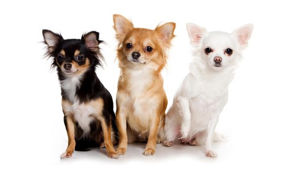 Chihuahua – tapety na pulpit (10)