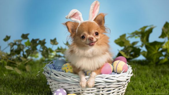 Chihuahua – tapety na pulpit (11)