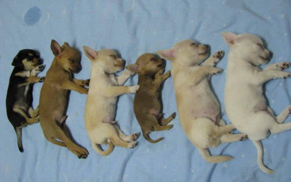 Chihuahua – tapety na pulpit (12)