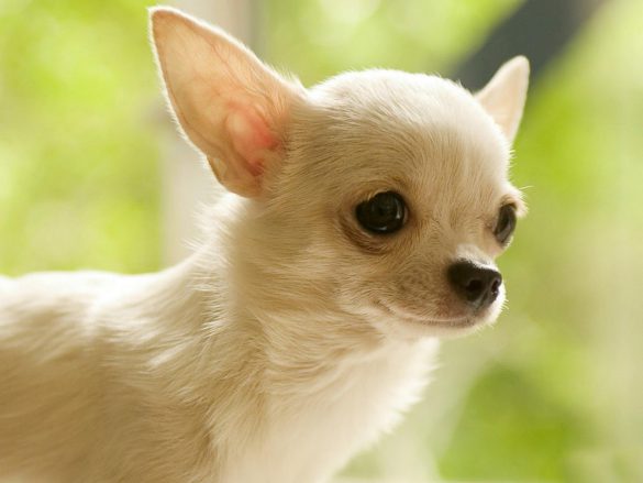 Chihuahua – tapety na pulpit (13)