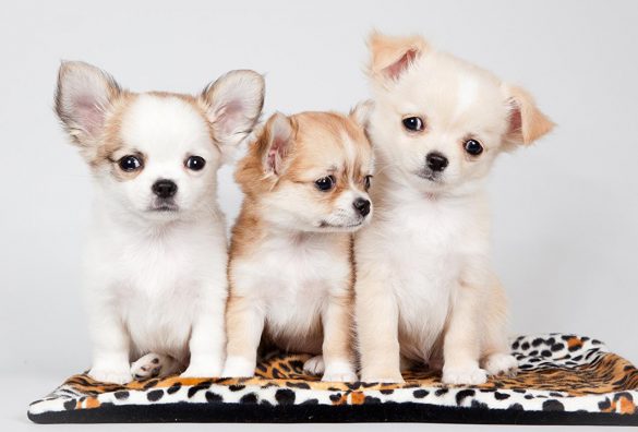 Chihuahua – tapety na pulpit (14)