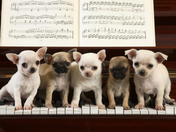 Chihuahua – tapety na pulpit (15)