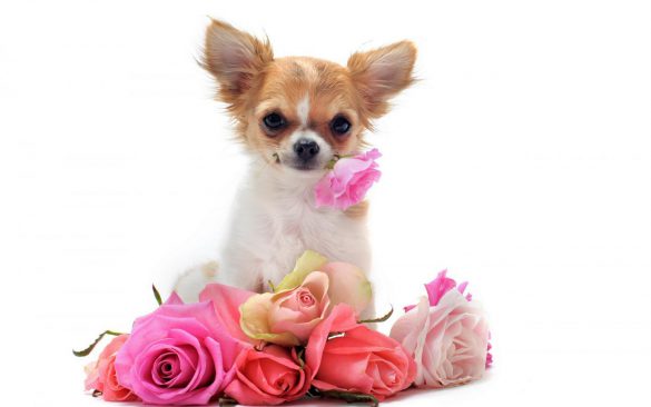 Chihuahua – tapety na pulpit (16)