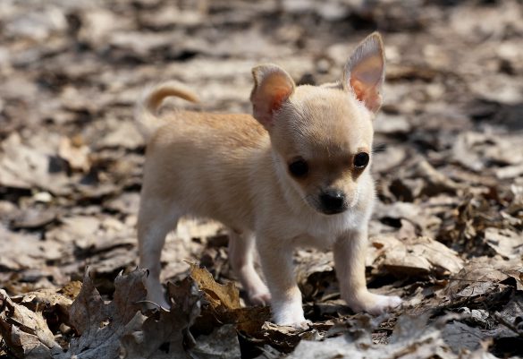 Chihuahua – tapety na pulpit (18)