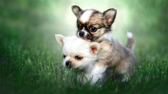 Chihuahua – tapety na pulpit (19)