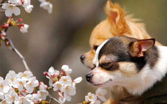 Chihuahua – tapety na pulpit (2)