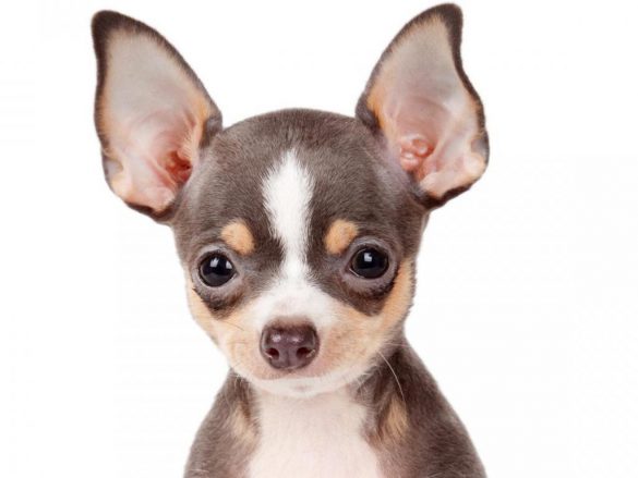 Chihuahua – tapety na pulpit (20)