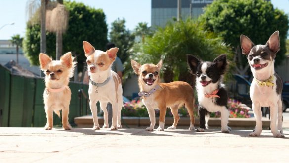 Chihuahua – tapety na pulpit (21)