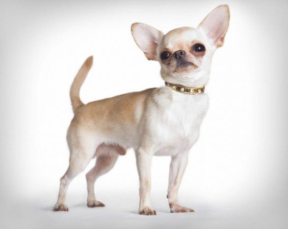 Chihuahua – tapety na pulpit (22)