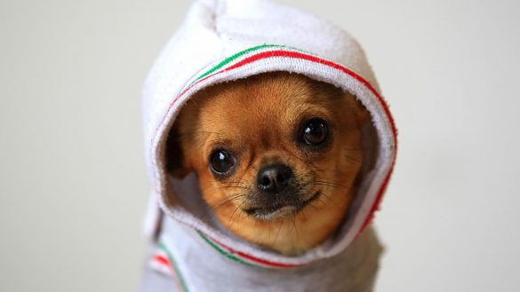 Chihuahua – tapety na pulpit (23)