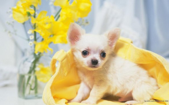 Chihuahua – tapety na pulpit (24)