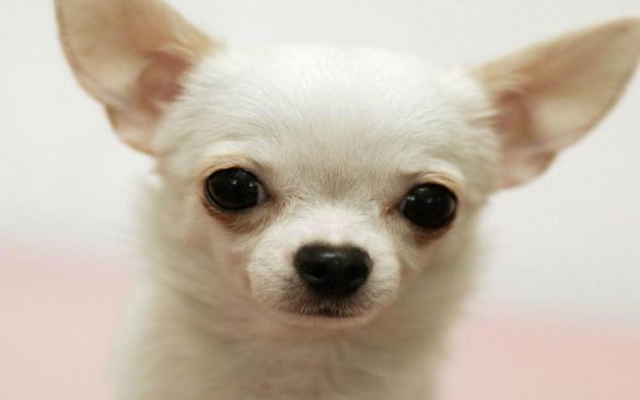 Chihuahua – tapety na pulpit (25)