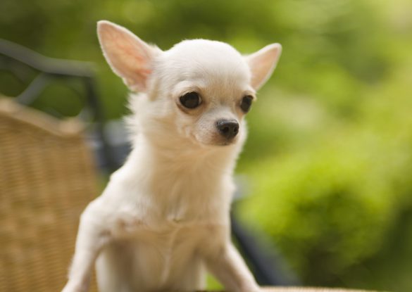 Chihuahua – tapety na pulpit (26)