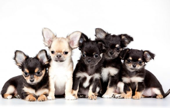 Chihuahua – tapety na pulpit (27)