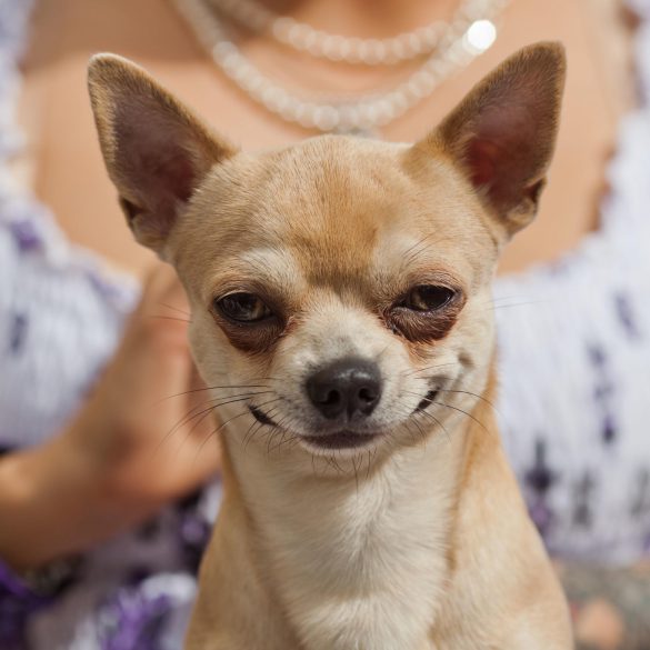 Chihuahua – tapety na pulpit (28)