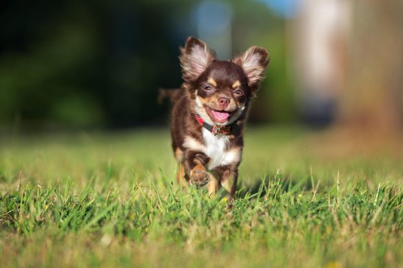 Chihuahua – tapety na pulpit (29)