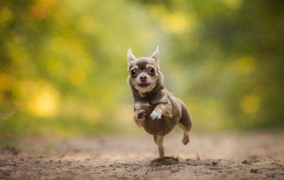 Chihuahua – tapety na pulpit (3)