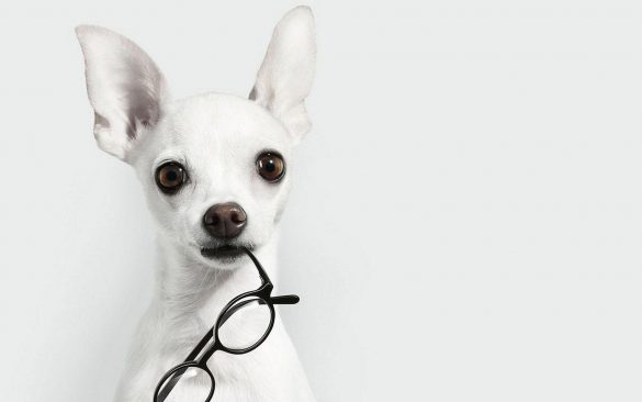 Chihuahua – tapety na pulpit (4)