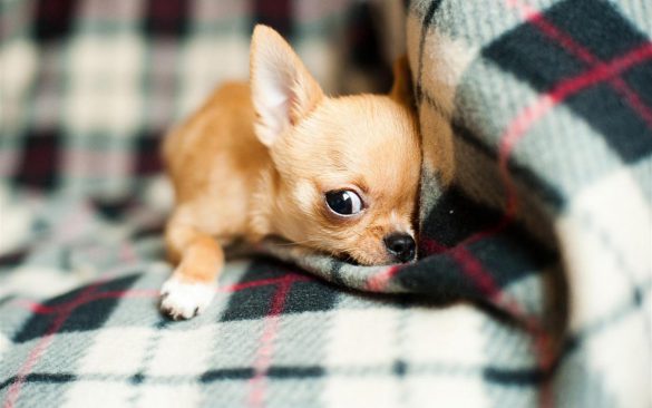 Chihuahua – tapety na pulpit (5)