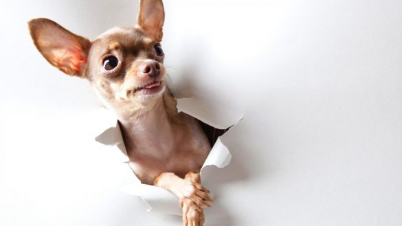 Chihuahua – tapety na pulpit (6)