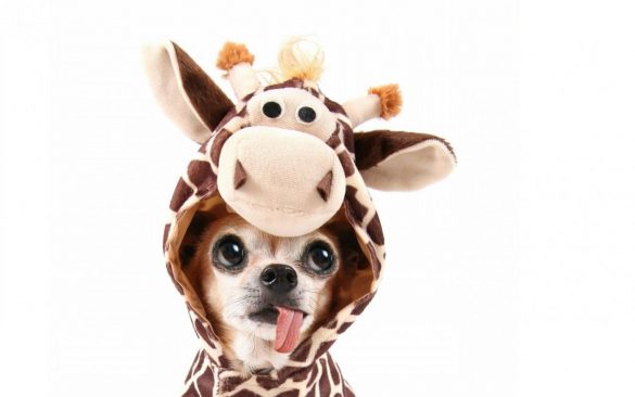 Chihuahua – tapety na pulpit (7)
