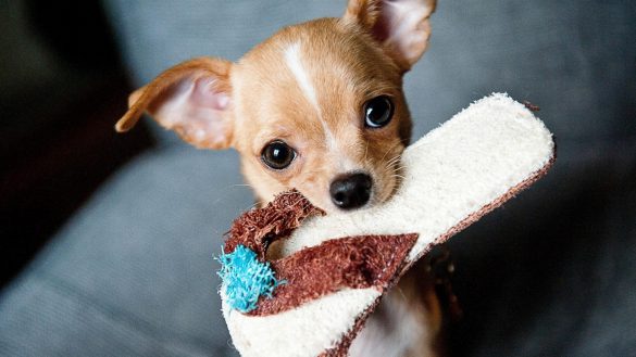 Chihuahua – tapety na pulpit (8)